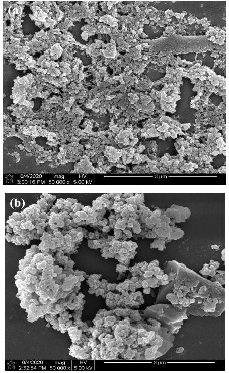 Metal ion coordination bifunctional monomer molecularly imprinted polymer as well as preparation method and application thereof