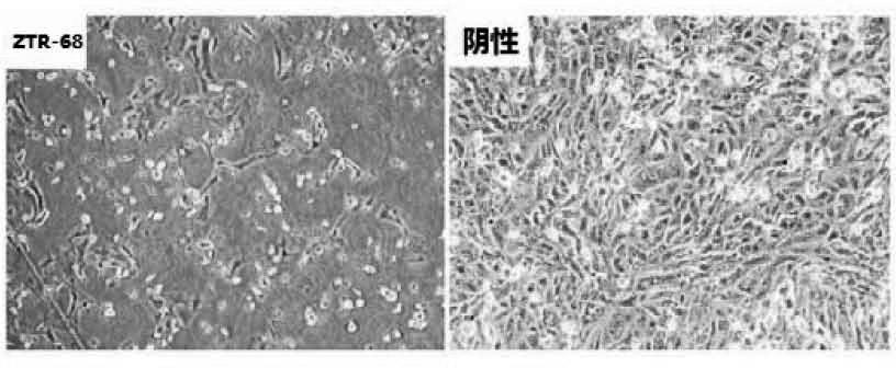 Human rotavirus-A seed strain ZTR-68, and isolation, culture and identification thereof