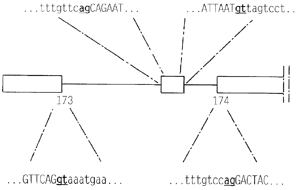 Human neutrophil collagenase splice variant