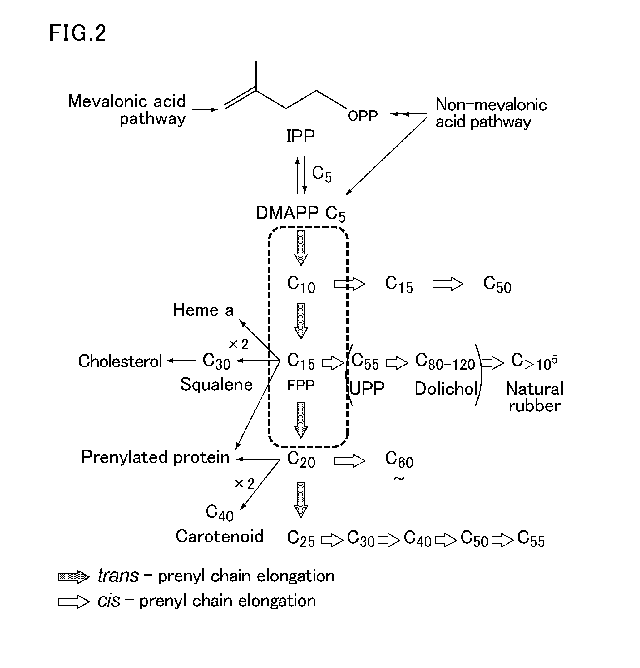 Vector comprising specific promoter and gene encoding specific protein, transgenic plant into which the vector has been introduced, and method for improving polyisoprenoid production by introducing the vector into plant