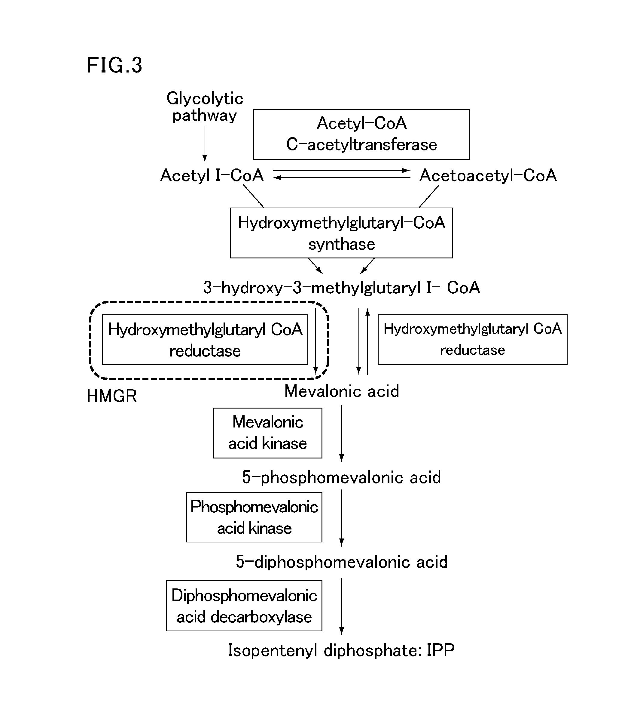 Vector comprising specific promoter and gene encoding specific protein, transgenic plant into which the vector has been introduced, and method for improving polyisoprenoid production by introducing the vector into plant