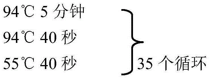 Group I FAdV-4 (fowl adenovirus serotype 4) vaccine