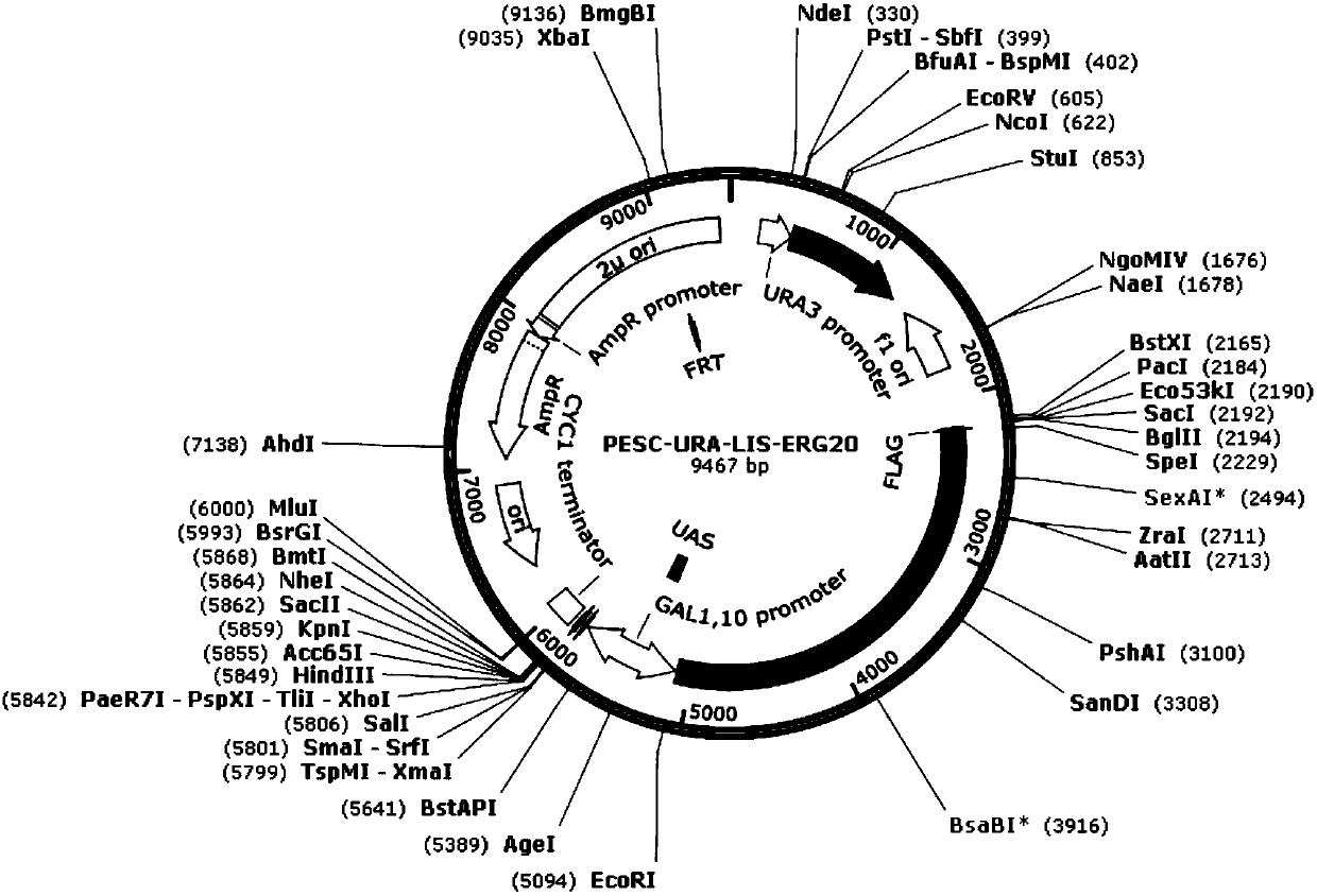 Method for improving linalool synthesizing capacity of saccharomyces cerevisiae