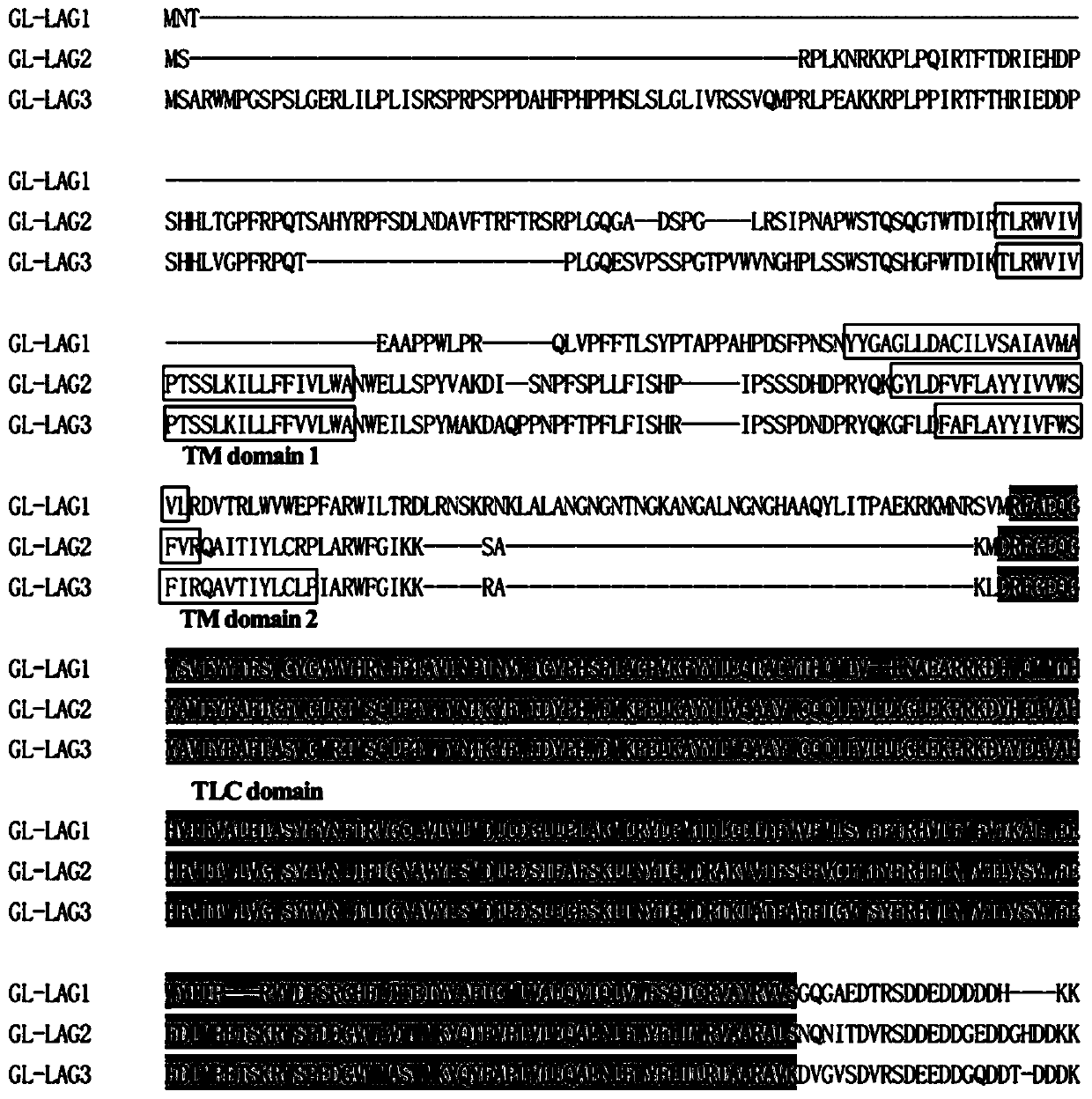 Application of ceramide synthase genes in regulating biosynthesis of ganoderma triterpenes