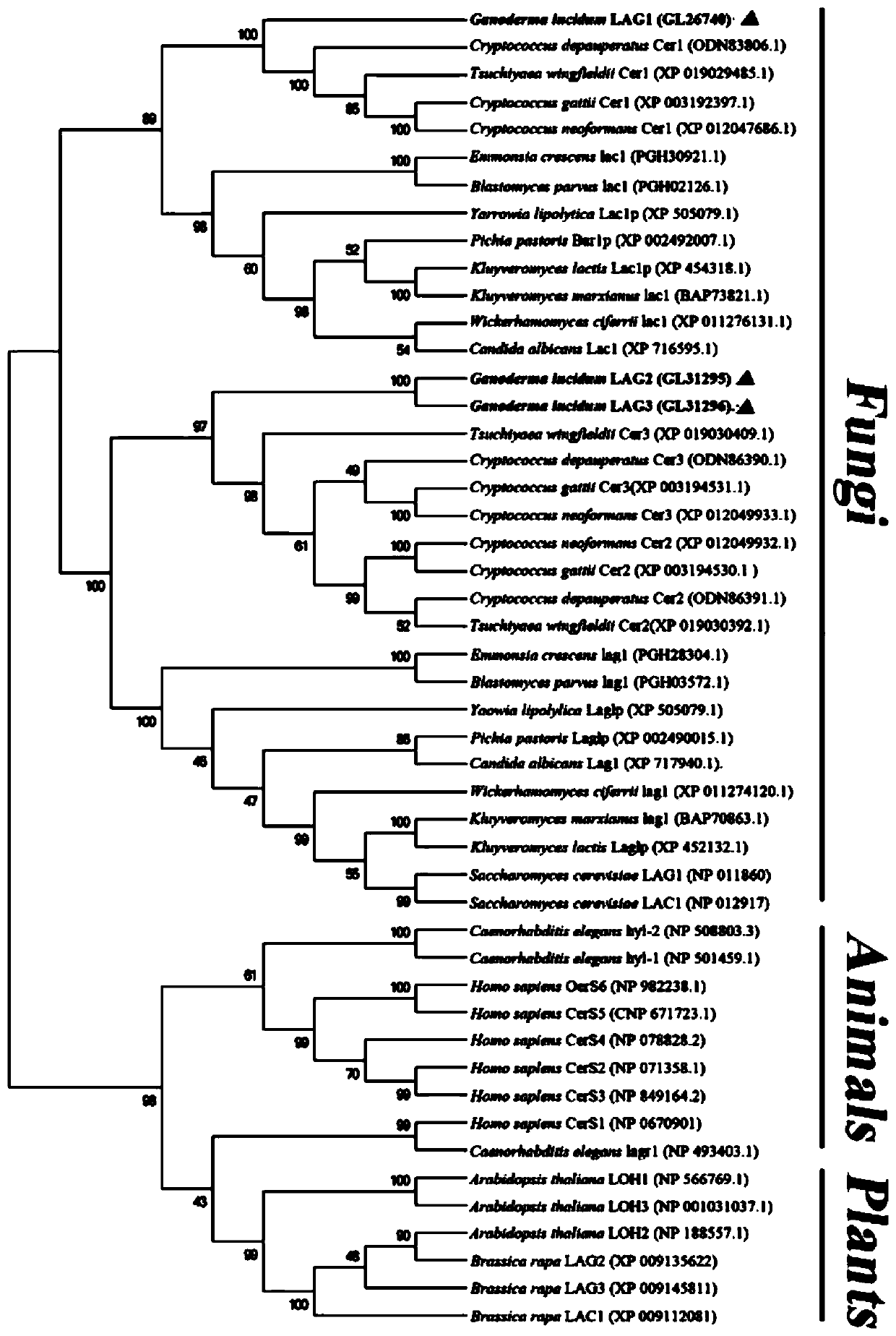 Application of ceramide synthase genes in regulating biosynthesis of ganoderma triterpenes