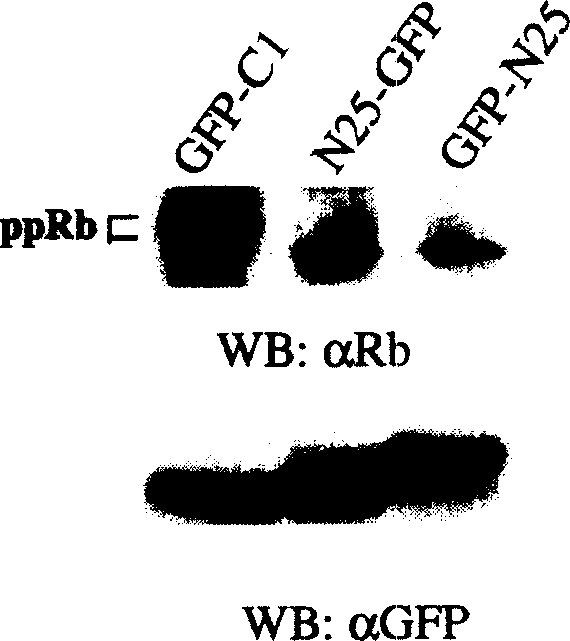 Obtaining of cell growth inhibiting polypeptide and its usage