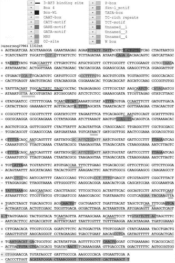 Promoter and application thereof