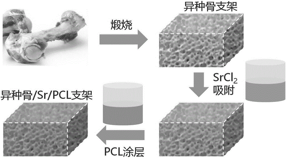 Strontium-containing xenogeneic bone scaffold and preparation method thereof