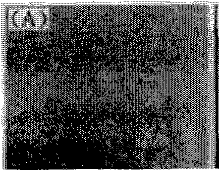 Polyimide porous membrane and lithium ion battery comprising same