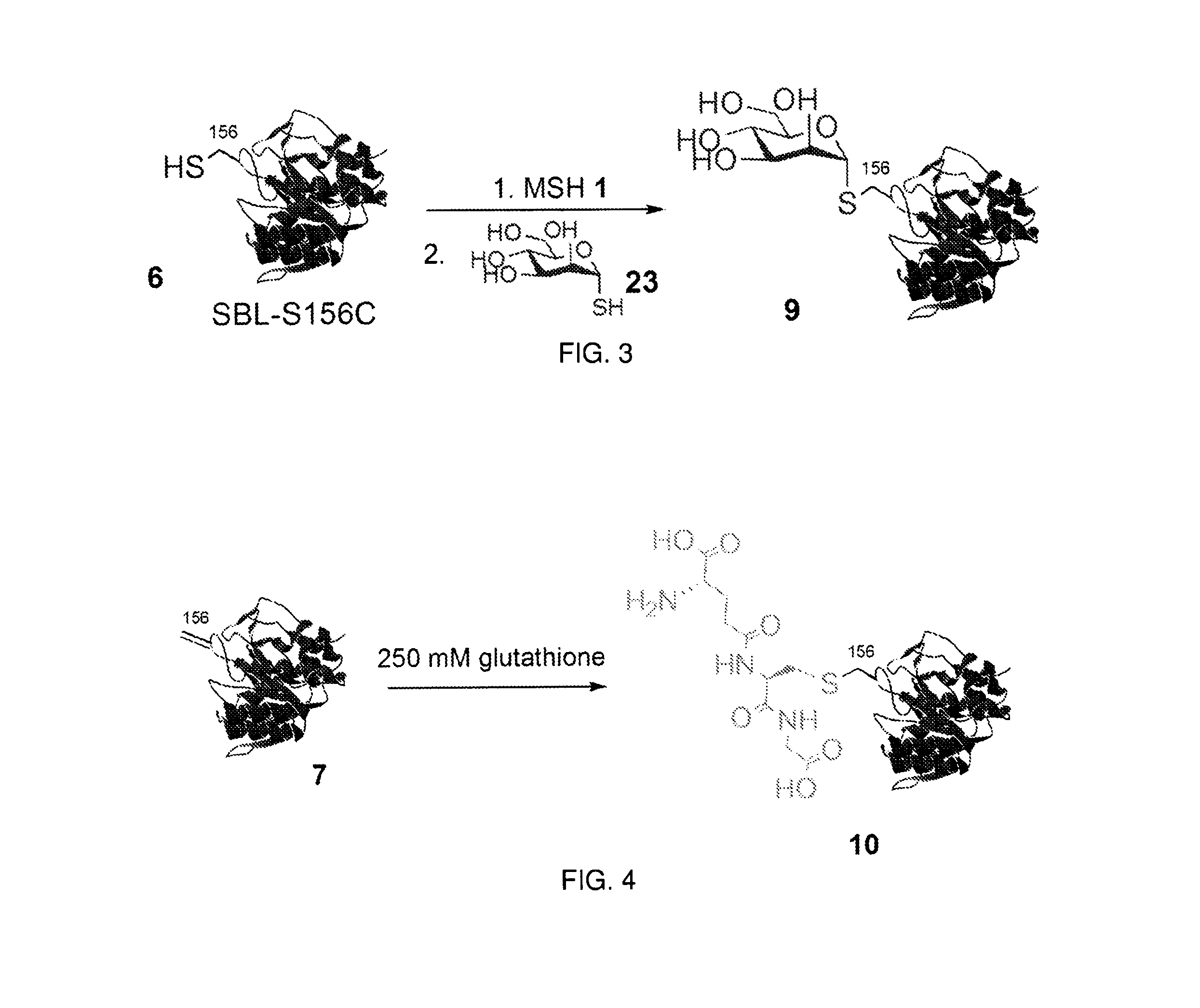 Chemical modification of proteins