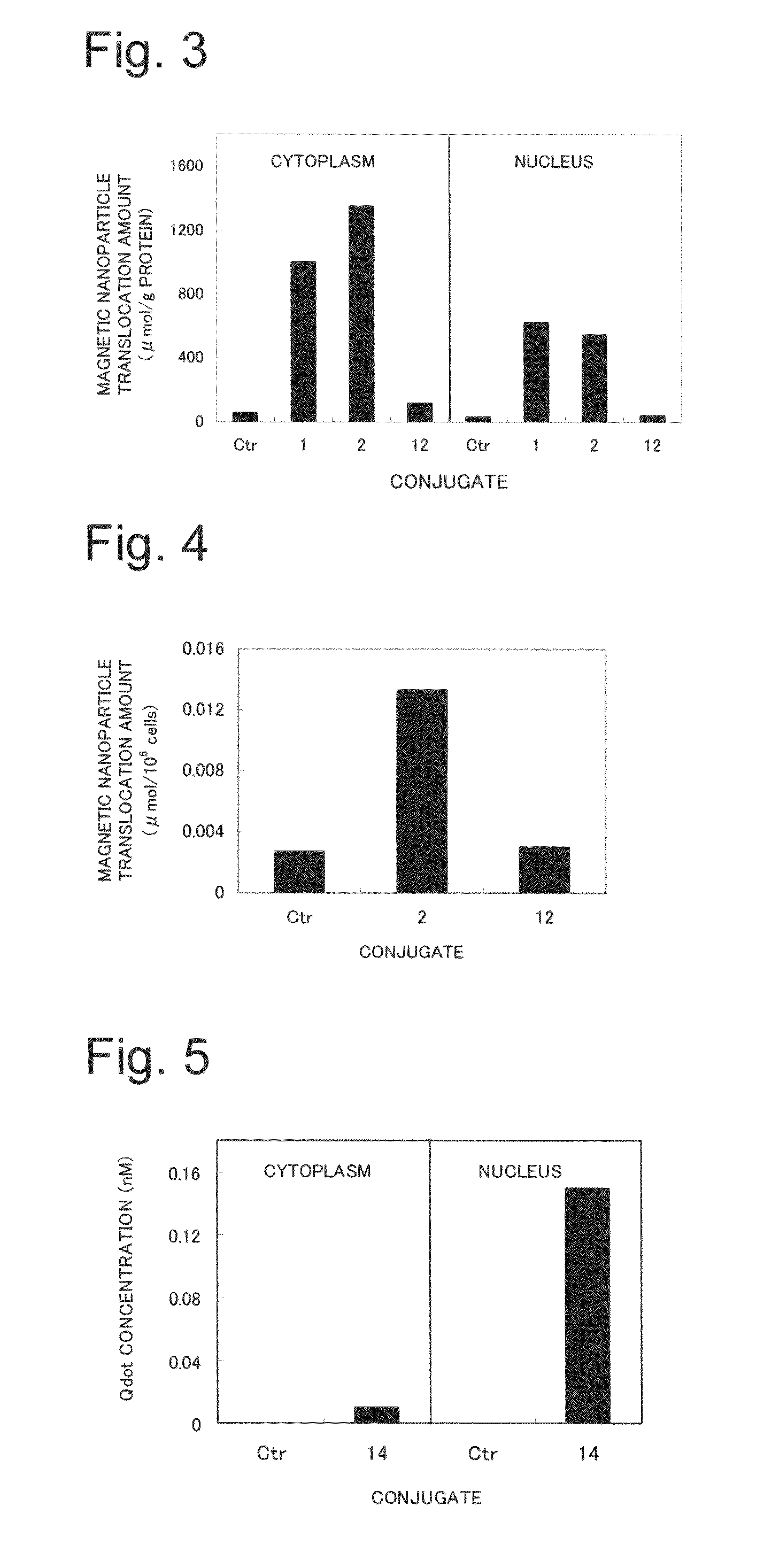 Nuclear translocation peptide