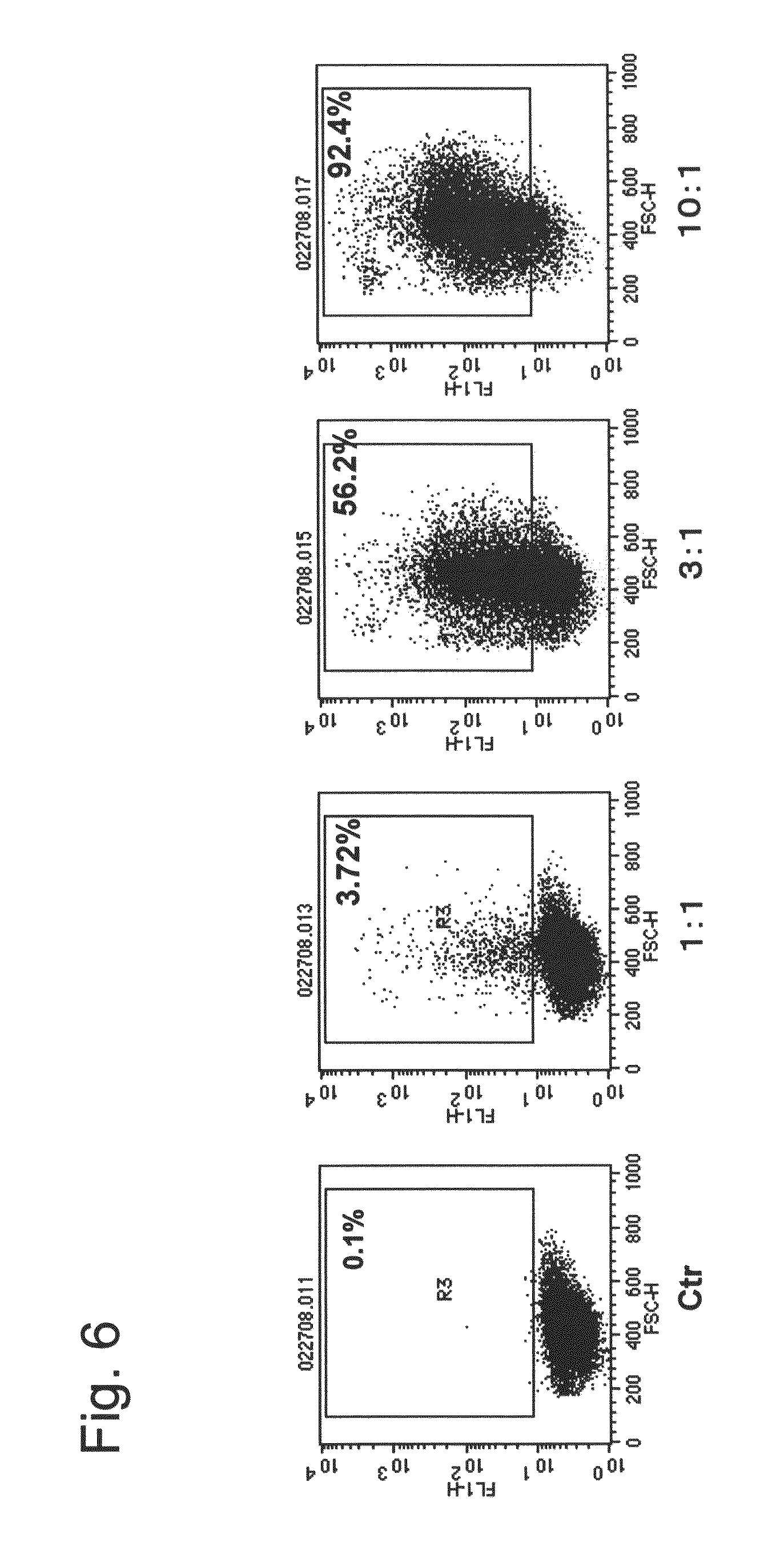 Nuclear translocation peptide