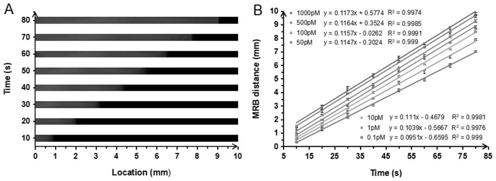 Moving reaction boundary-based nucleic acid detection method for nucleic acid amplification-chip electrophoresis titration sensing