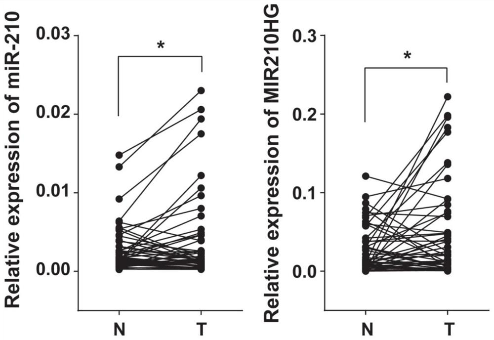 Application of micromolecule non-encoding RNA and host gene in diagnosis and treatment of gastric cancer