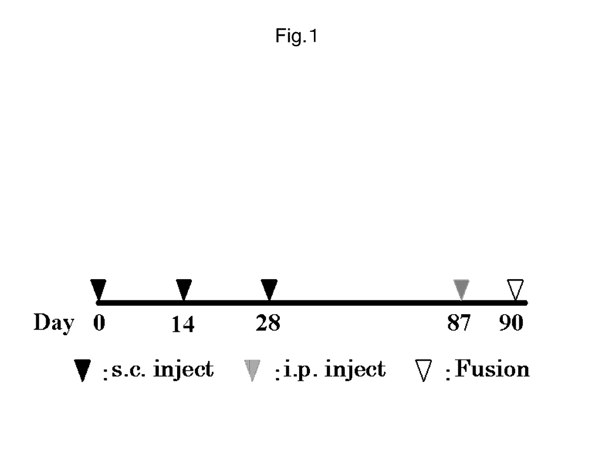 Antibody against mutant α-actinin-4