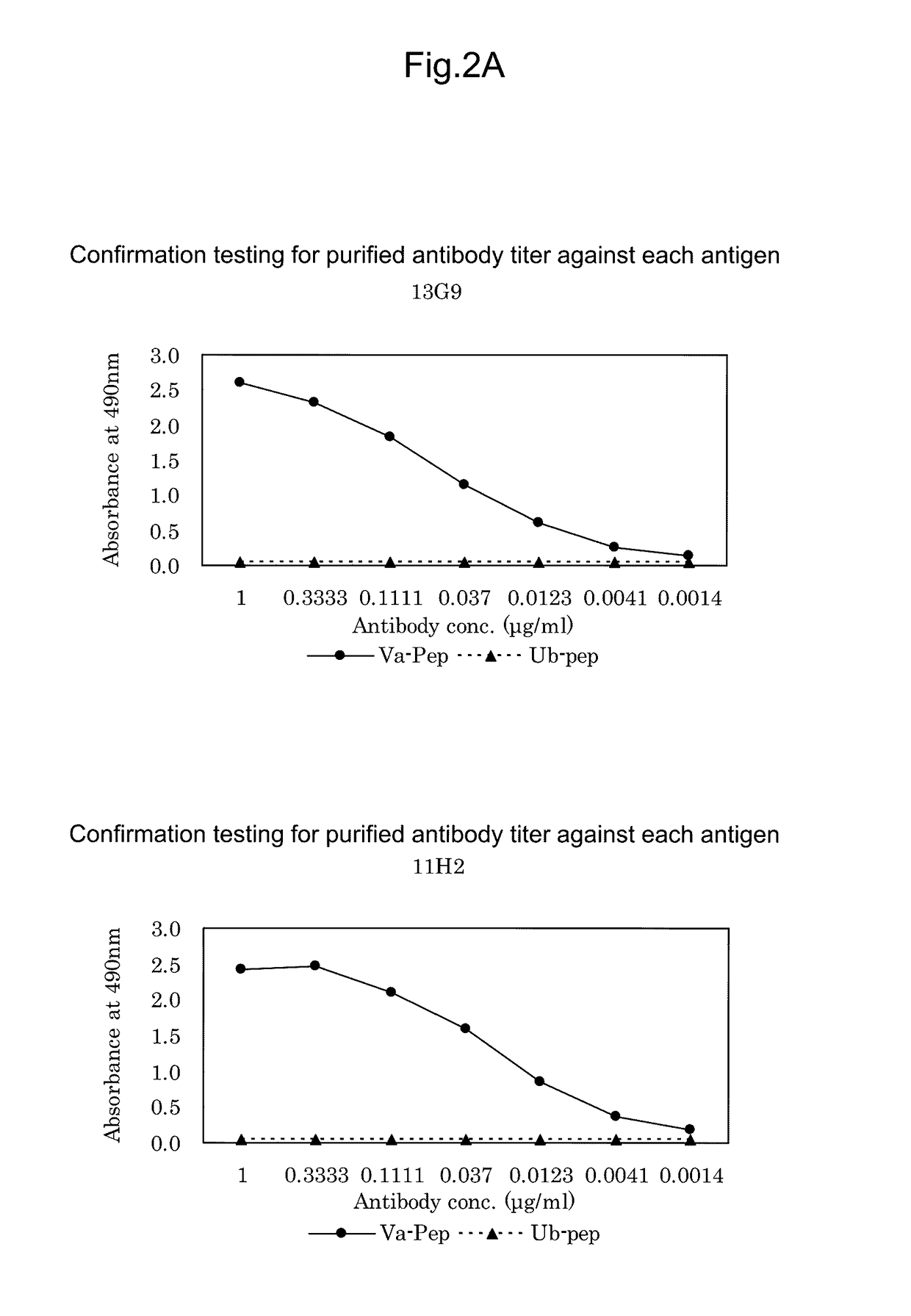 Antibody against mutant α-actinin-4