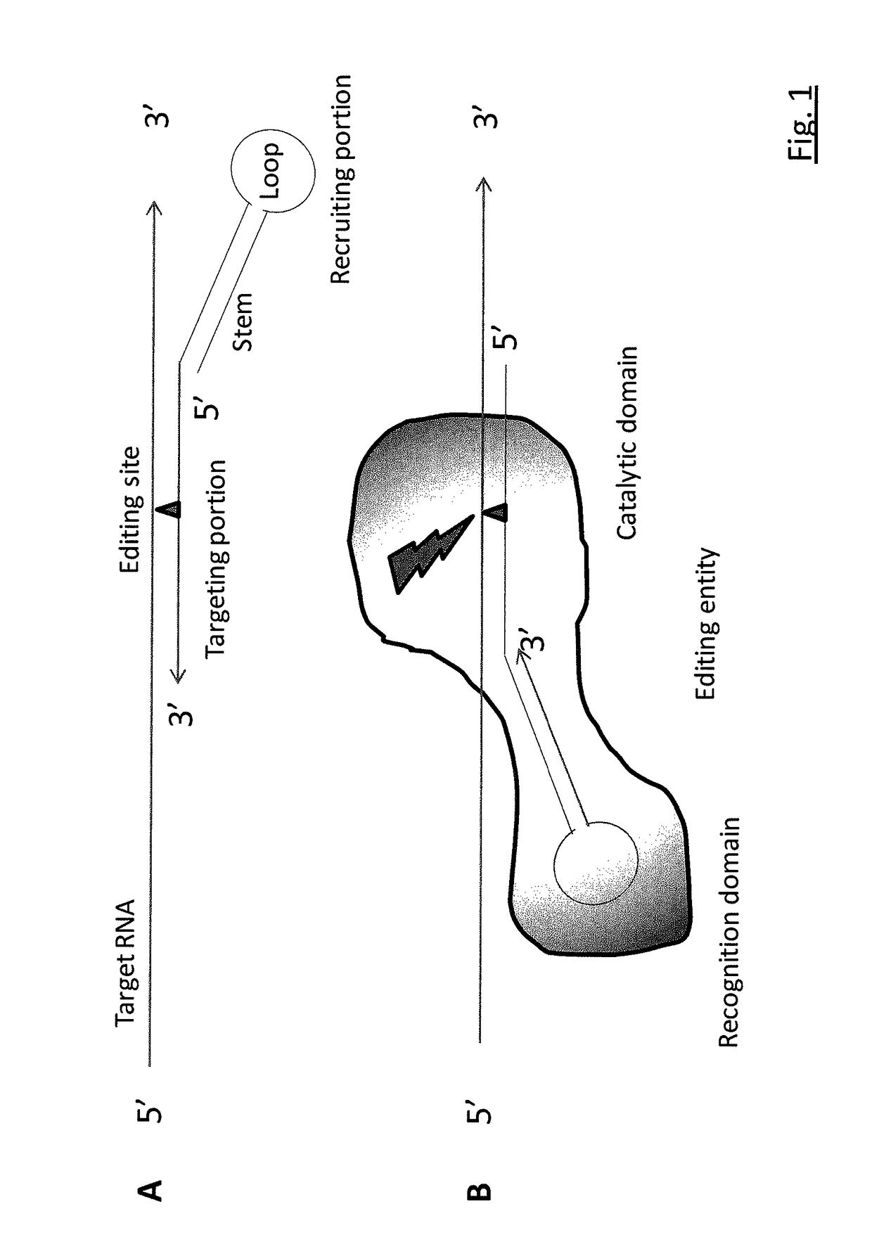 Targeted RNA editing