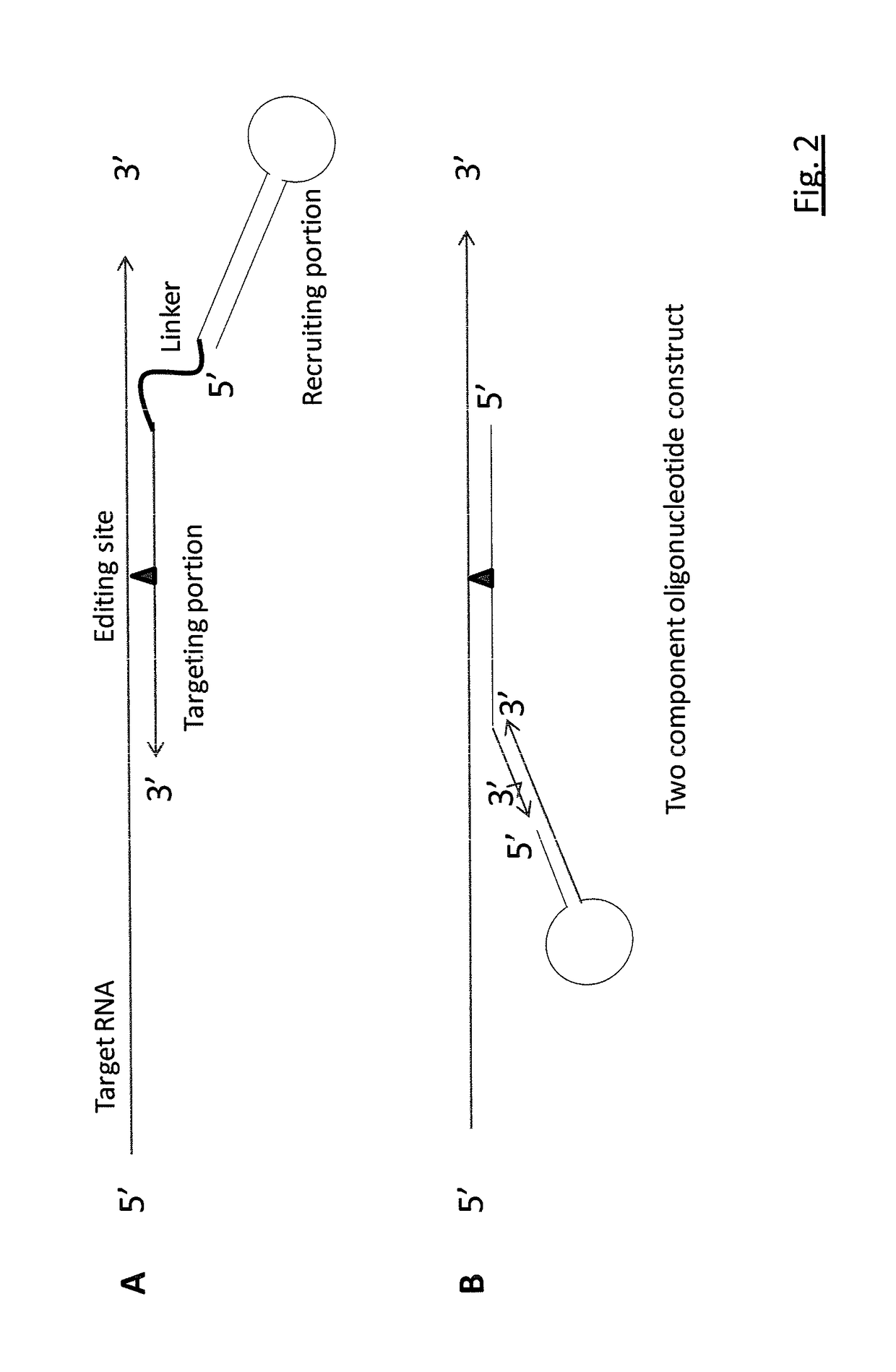 Targeted RNA editing