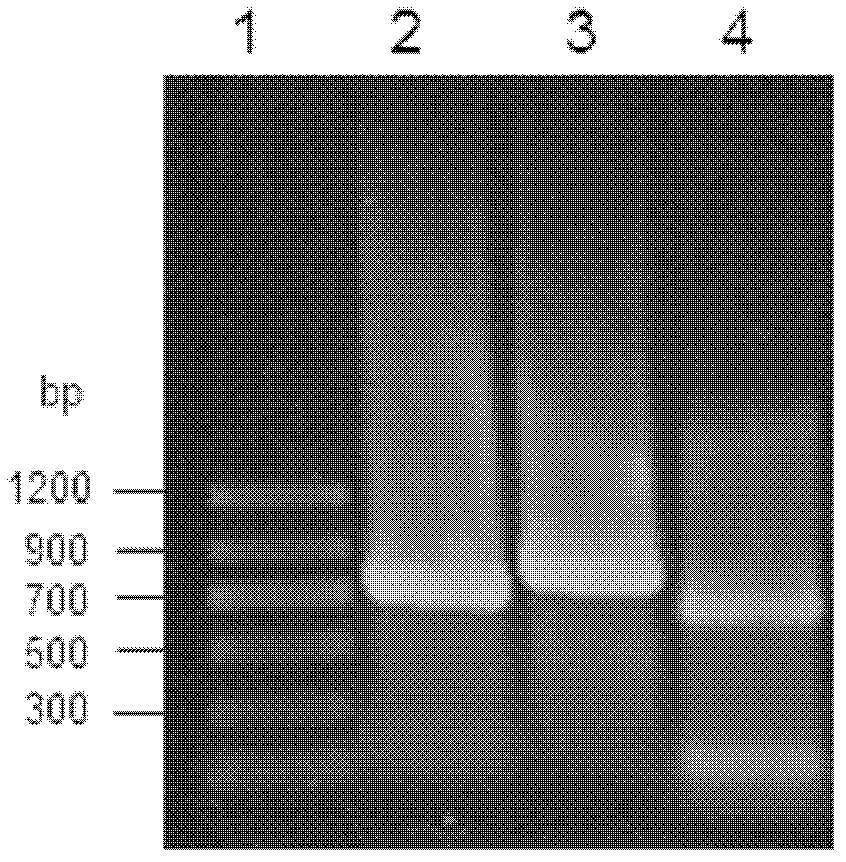 Reductase, gene and recombinase of reductase and preparation method and application of recombinase