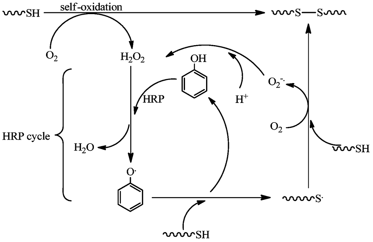 A kind of natural polymer hydrogel of enzyme-catalyzed disulfide bond cross-linking and its preparation method