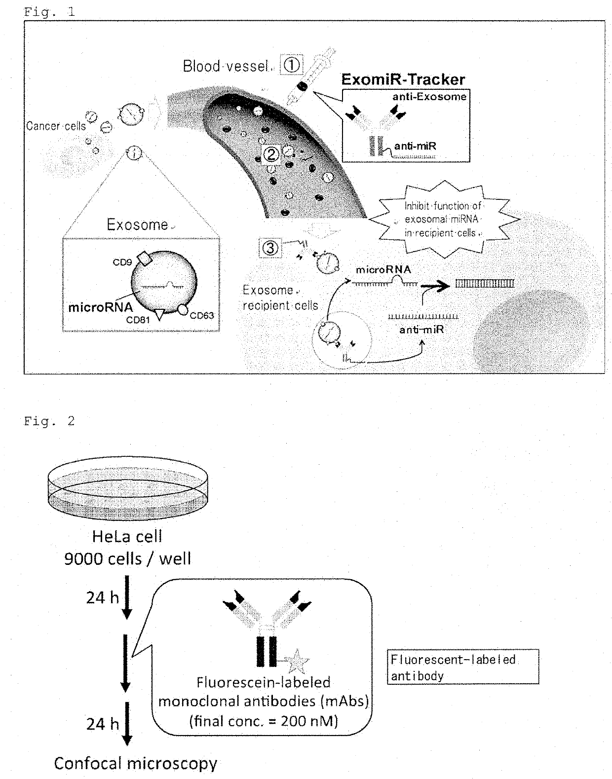 Complex capable of inhibiting genetic function in exosome, and cancer  proliferation and/or metastasis suppressor