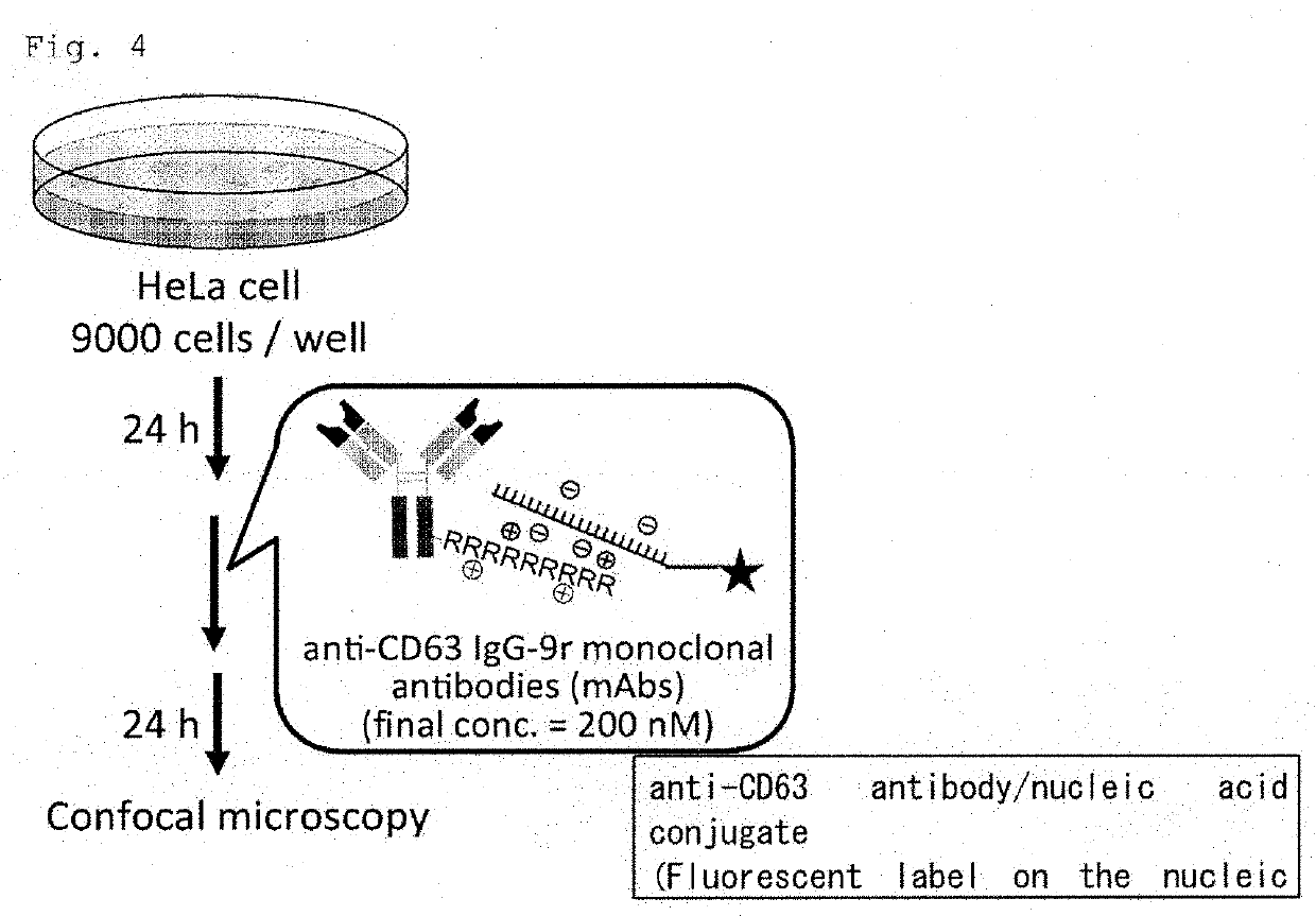 Complex capable of inhibiting genetic function in exosome, and cancer  proliferation and/or metastasis suppressor