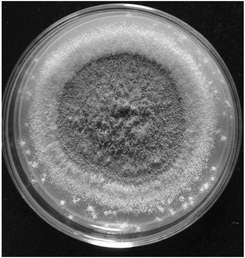 Aspergillus nomius Q1 and application thereof in termite control