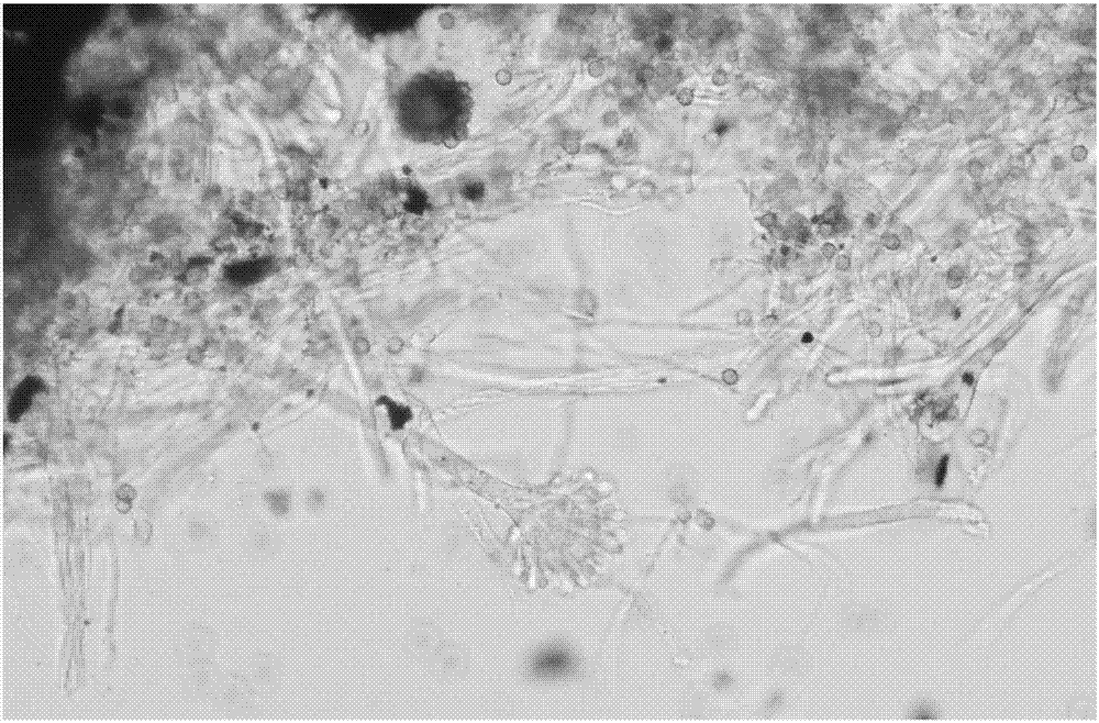 Aspergillus nomius Q1 and application thereof in termite control