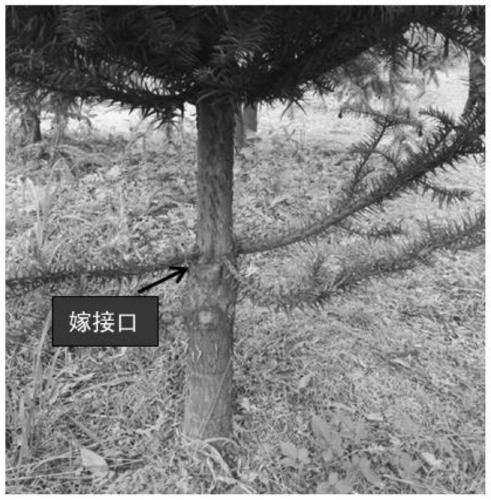 A method for dwarfing and pruning mother trees in Chinese fir seed orchard to increase yield