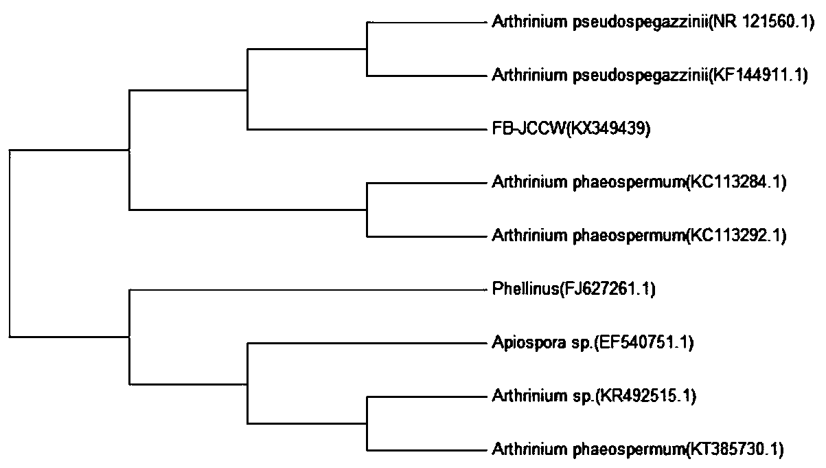 A biosorbent for adsorbing thallium ions and its preparation method and application