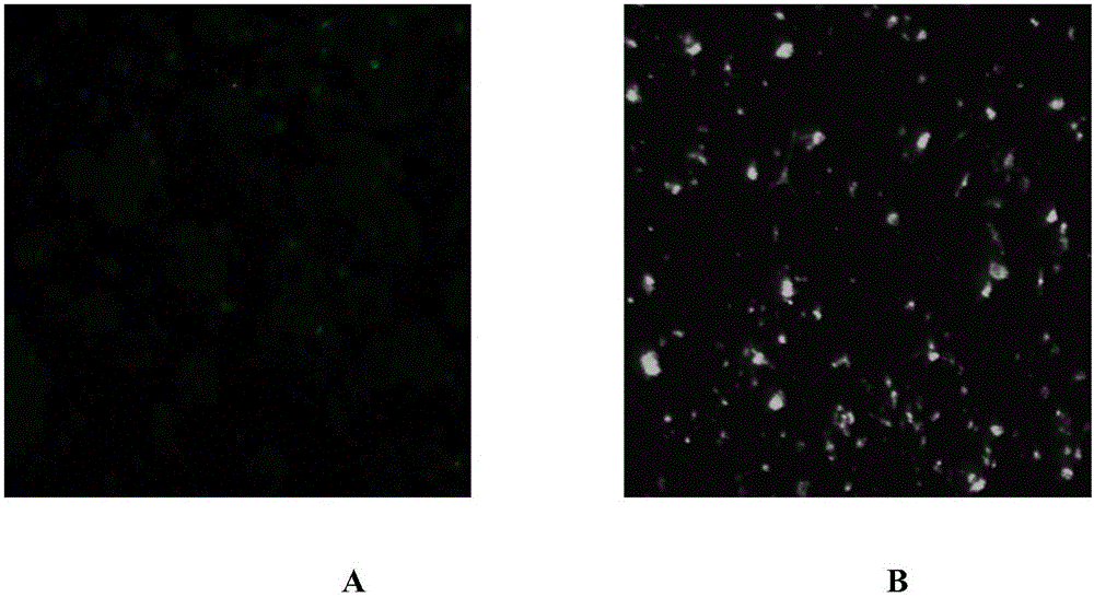 Hybridoma cell strain, secreted monoclonal antibody and application thereof