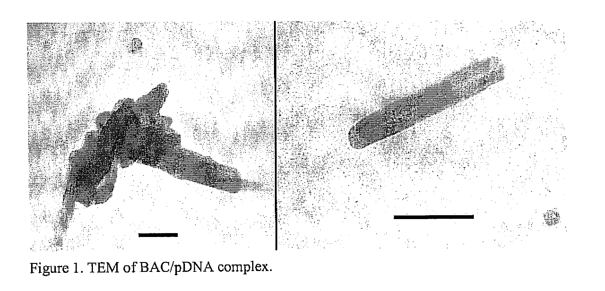 Methods and compositions of gene delivery agents for systemic and local therapy