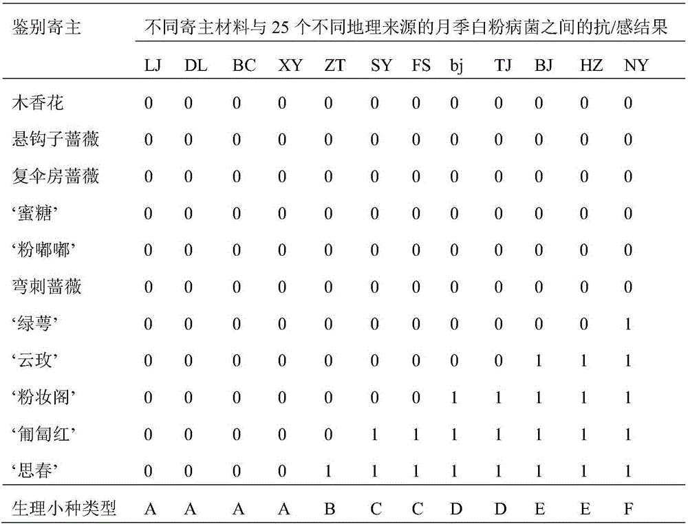 Rapid identification method of physiological race of Chinese rose powdery mildew bacterium