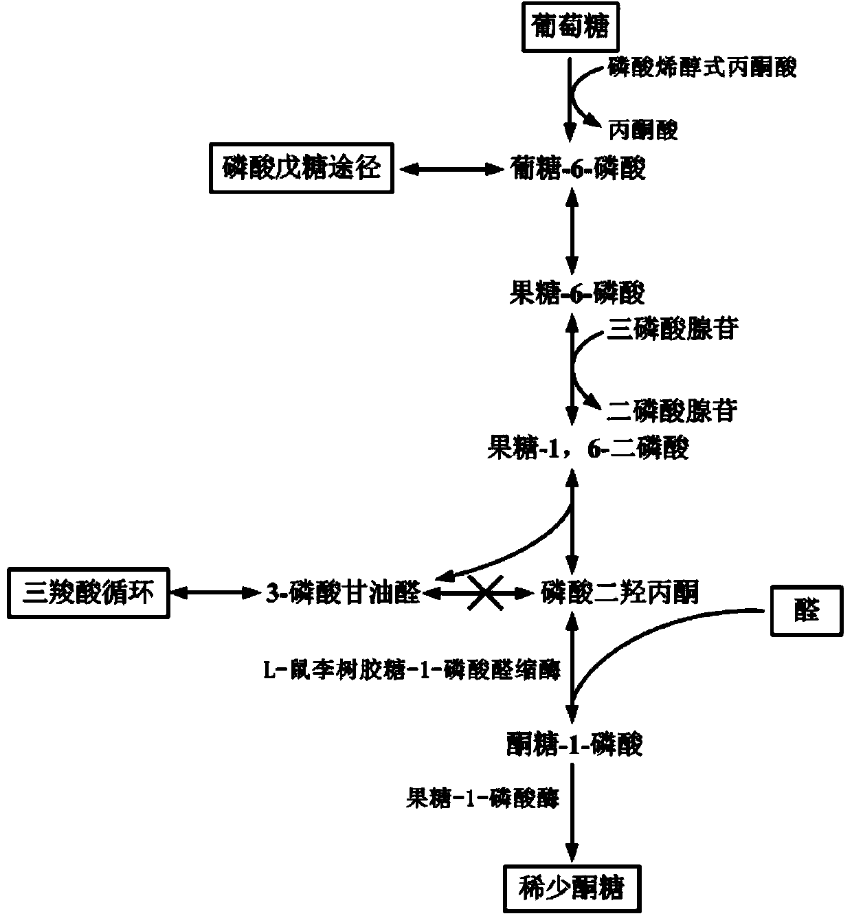 Corynebacterium glutamicum engineering strain for biosynthesis of rare sugar, and building method and application thereof