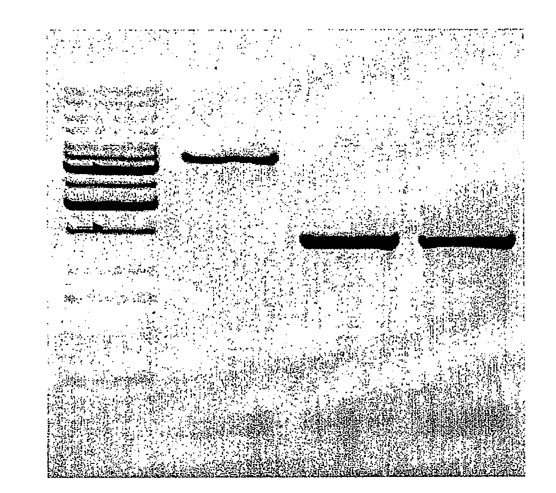 Attenuated Salmonella Enterica Serovar Paratyphi a and Uses Thereof