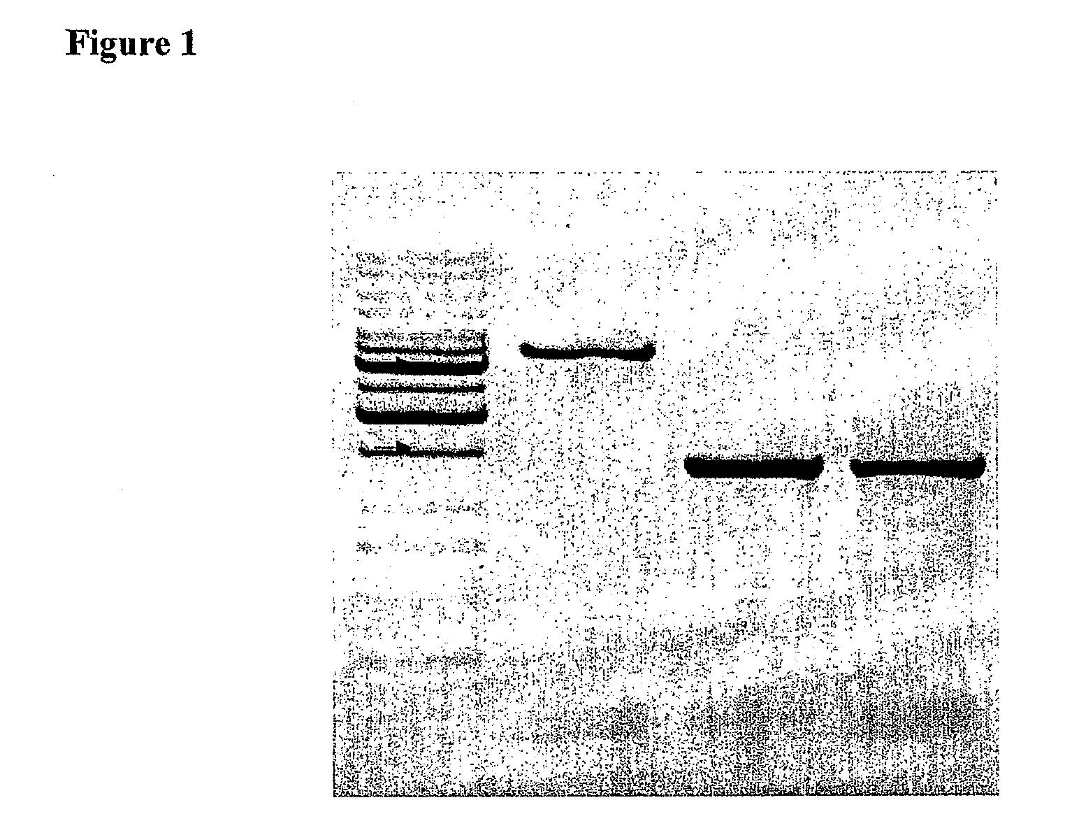 Attenuated Salmonella Enterica Serovar Paratyphi a and Uses Thereof