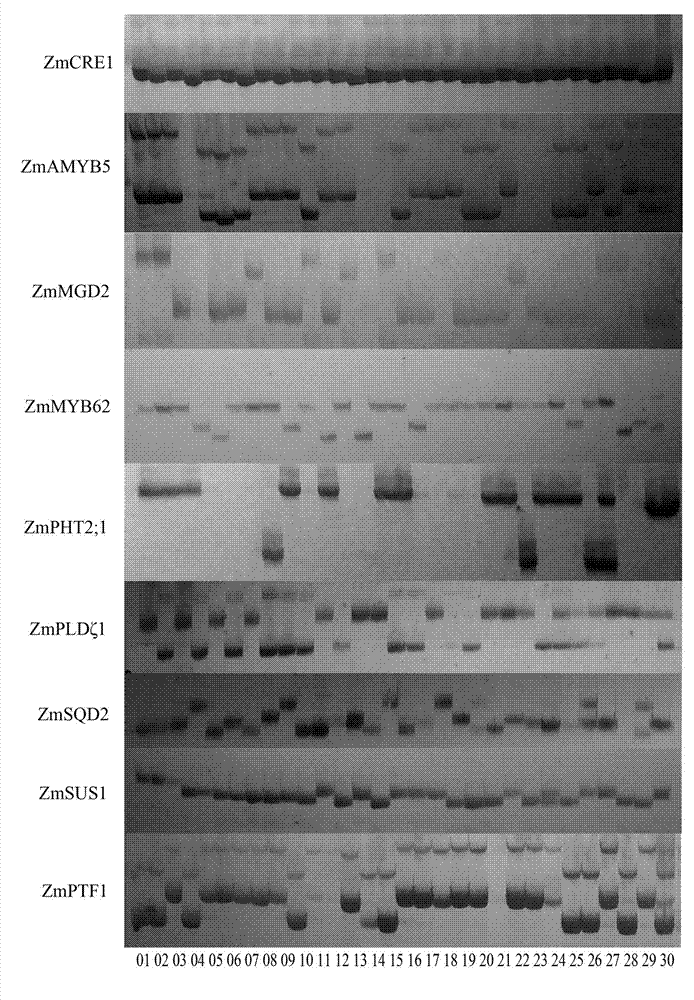 Maize phosphate starvation responses intron length polymorphism marker for corn