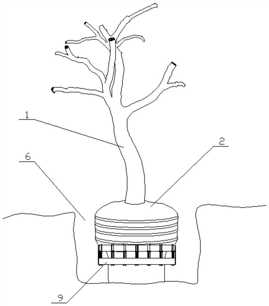 A method of explanting old trees and rejuvenating them