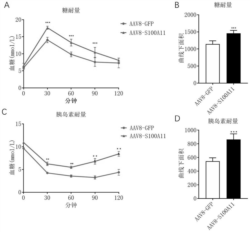 Application of s100a11 protein as a diabetes biomarker and therapeutic target