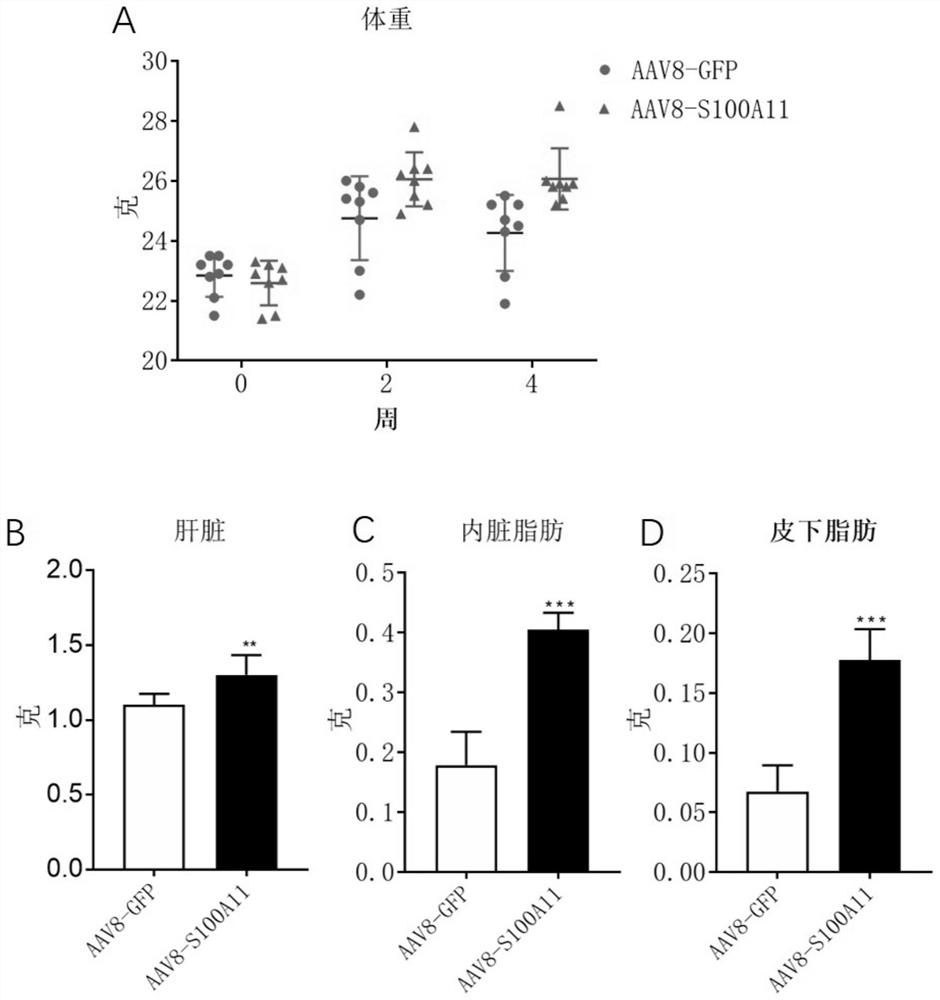 Application of s100a11 protein as a diabetes biomarker and therapeutic target