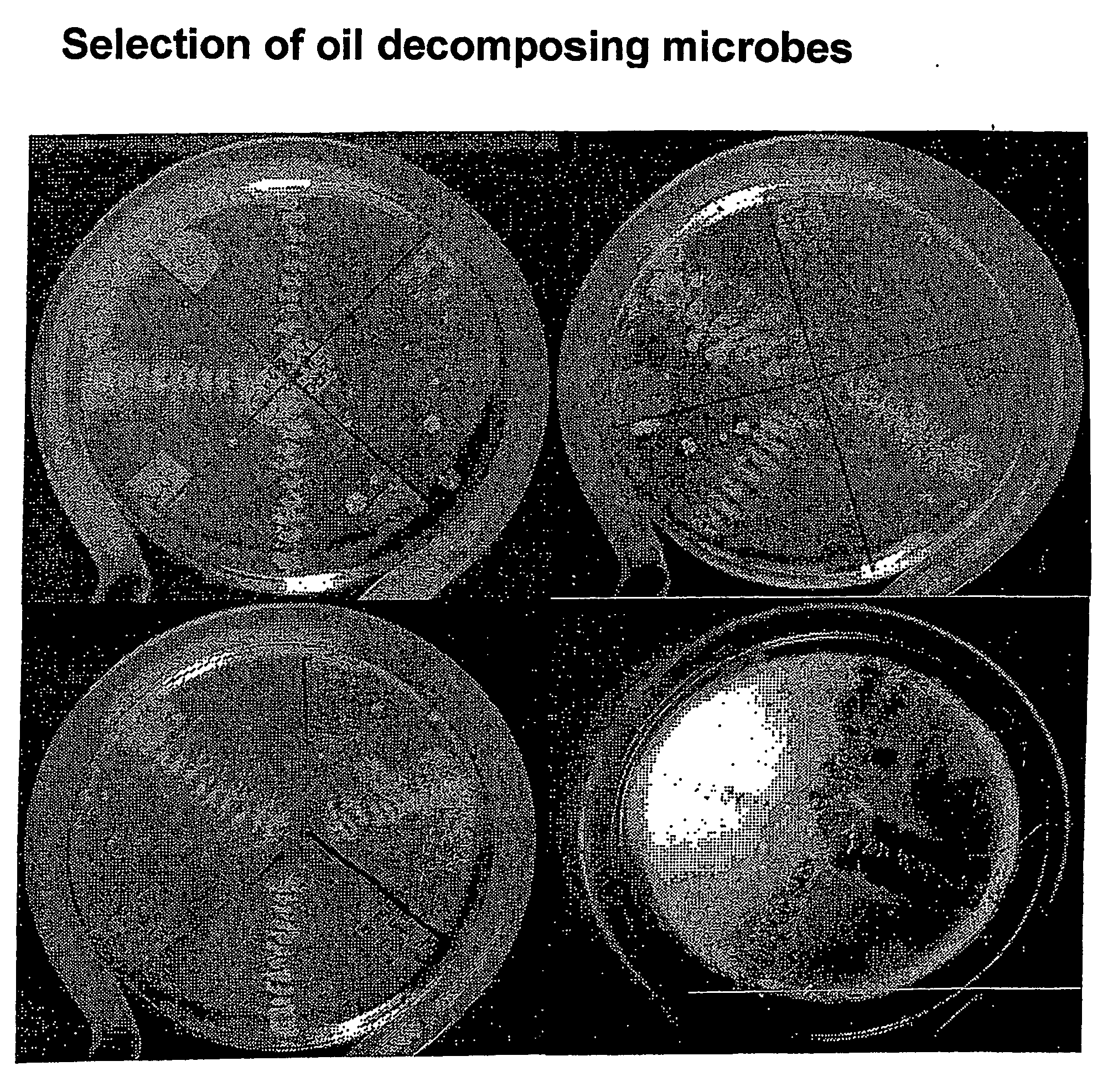 Method for the treatment and prevention of asphaltene-paraffin-vax precipitates in oil-wells, wellheads and pipelines by the use of biocolloid suspensions