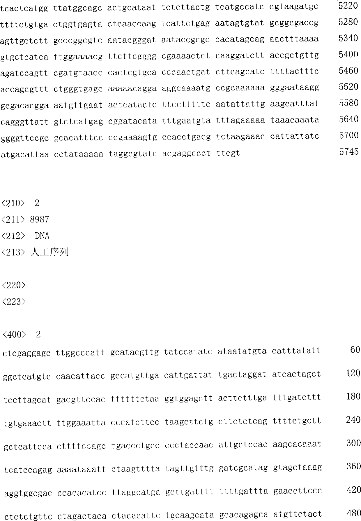 Vector of uPA expression regulated by Tet-on system and application thereof