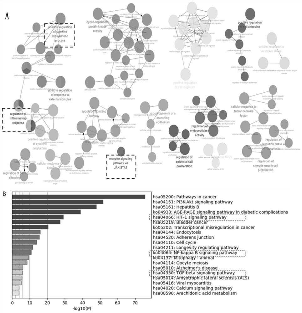 Application of compound cortex phellodendri liquid liniment in preparation of medicine for treating myeloproliferative tumors