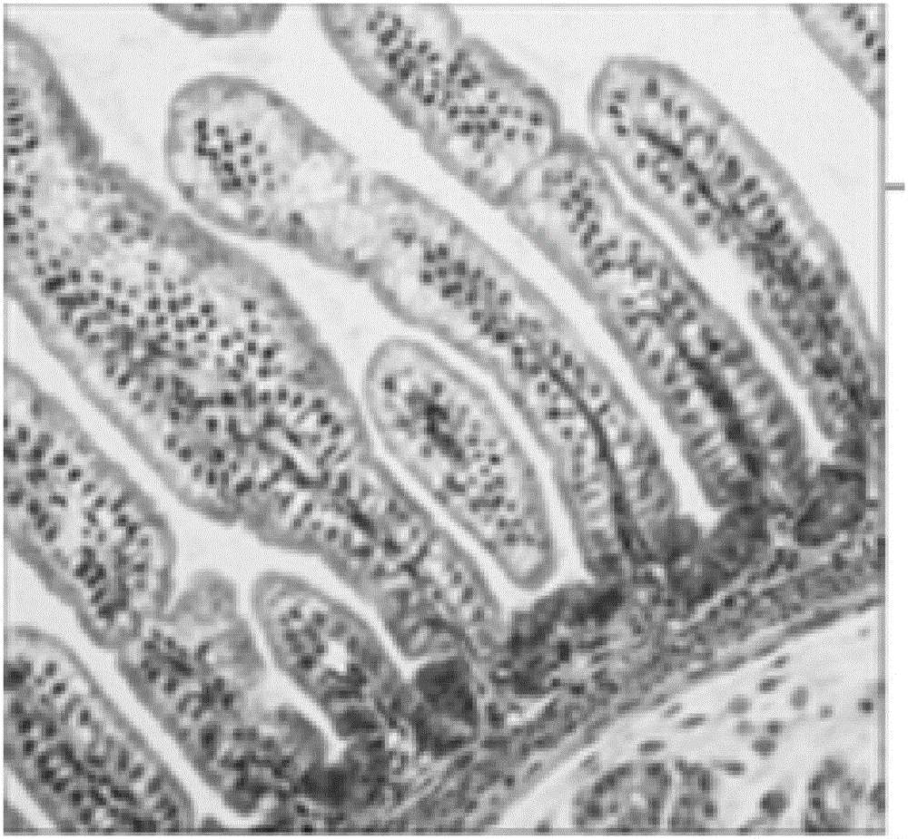 Building method of rotavirus infection suckling mouse experiment model