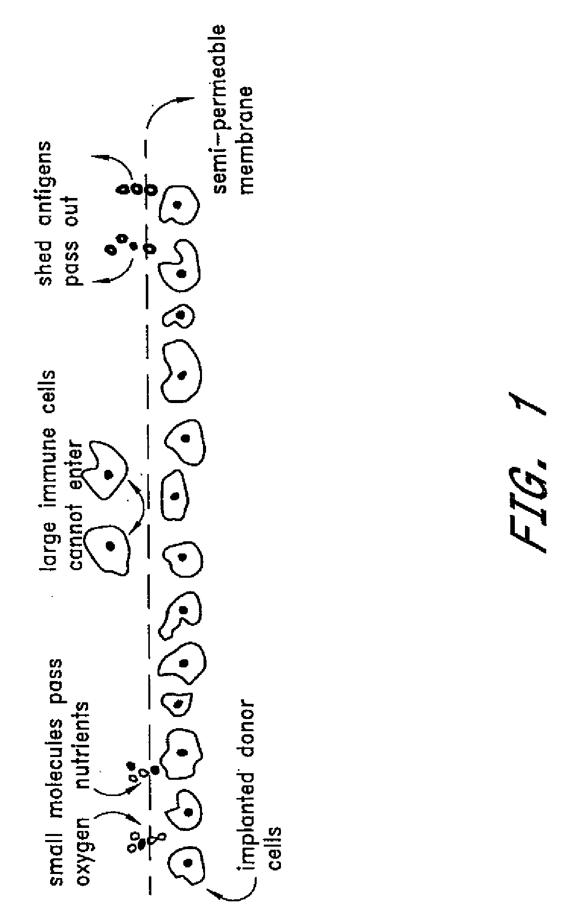 Induction of immunological tolerance