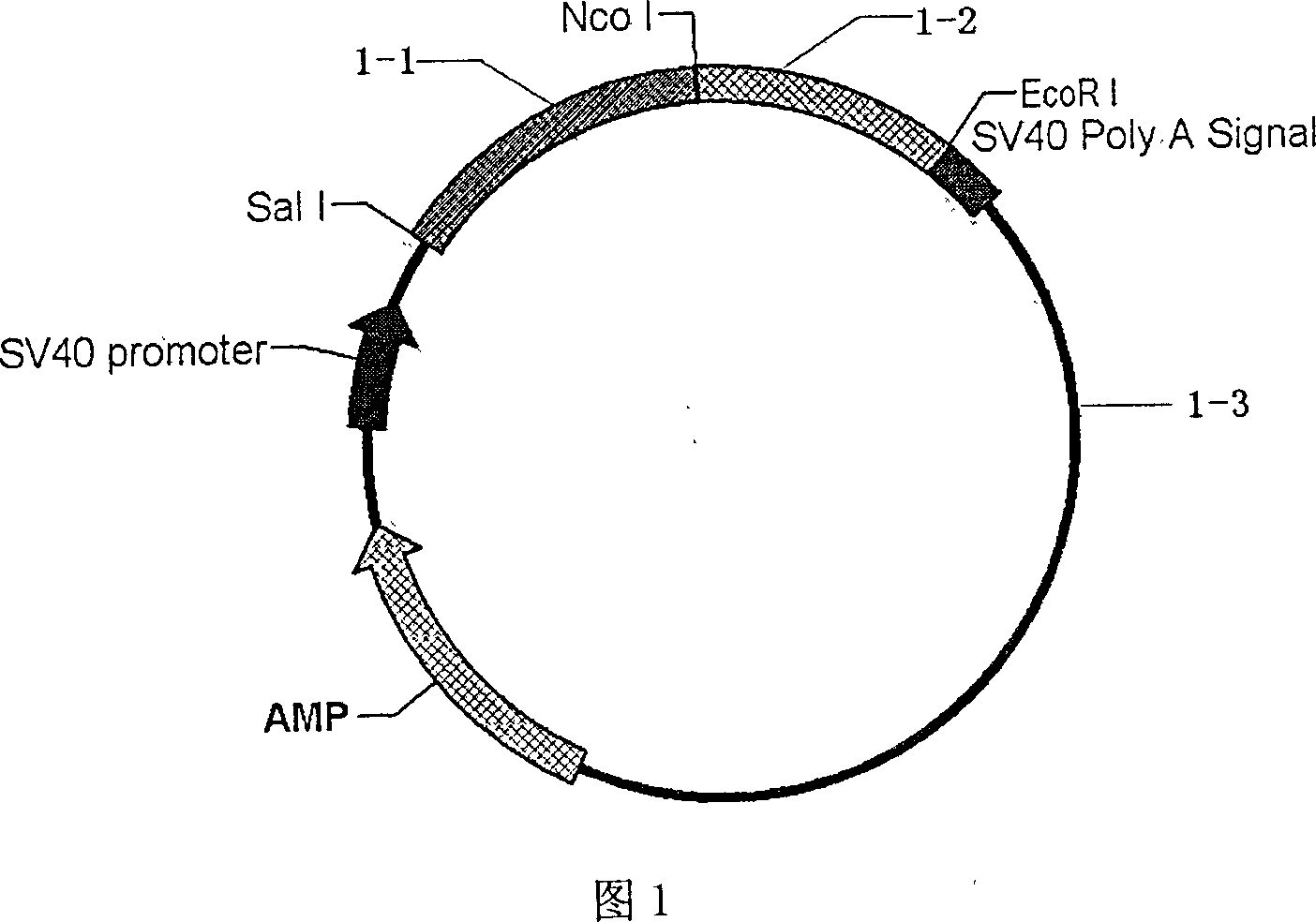 Plasmid containing recombinant immunological toxin MIP-1ª‡-DT390 aiming at activated Th1 cell, its preparation method and uses