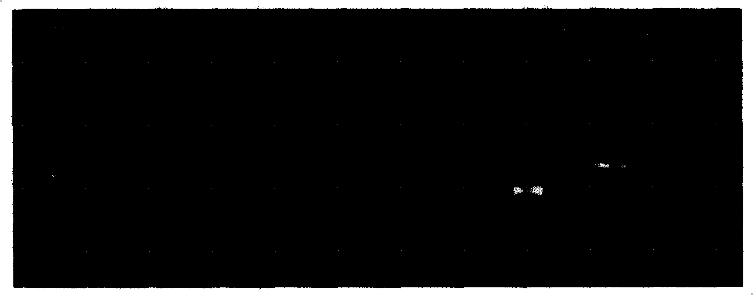 Characteristic DNA sequence for dendrobium officinale test-tube plantlet and application thereof