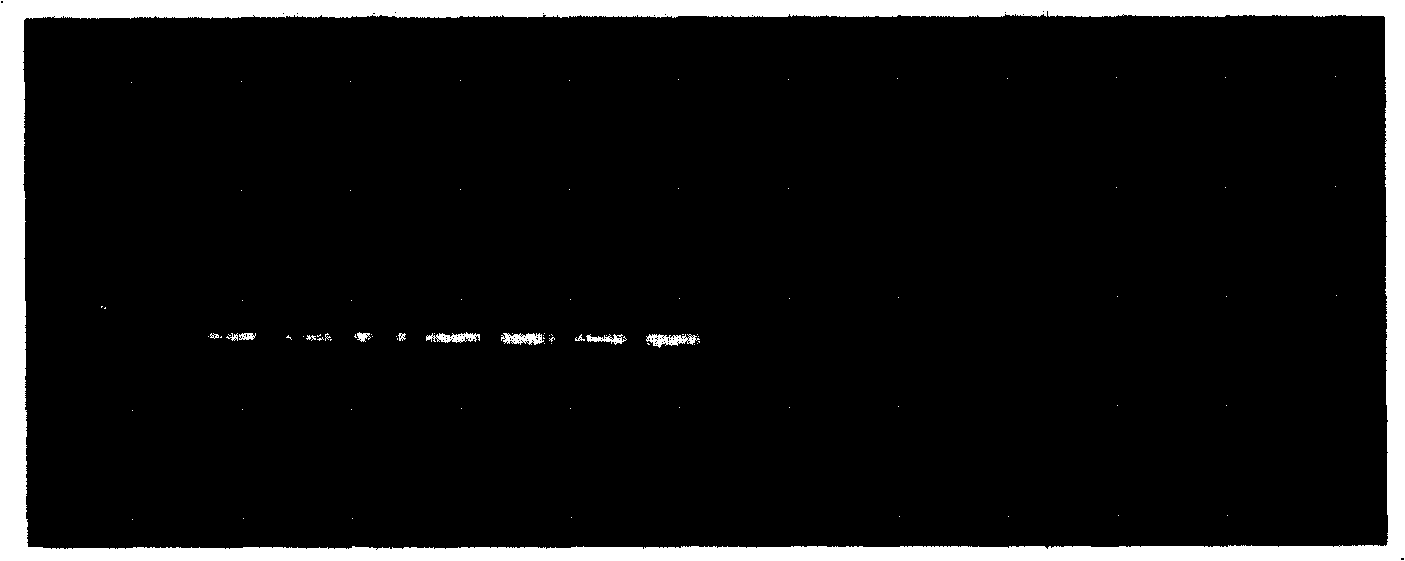 Characteristic DNA sequence for dendrobium officinale test-tube plantlet and application thereof