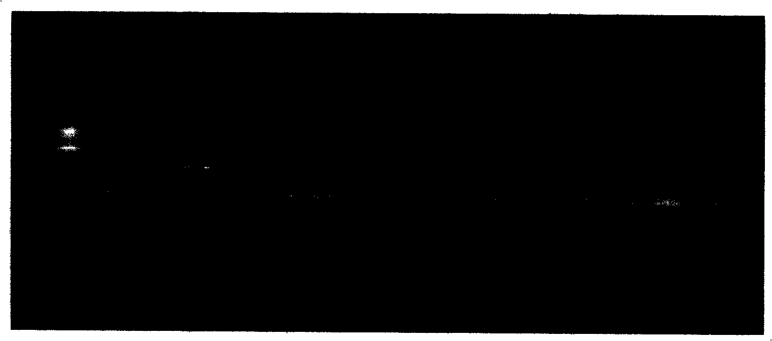 Characteristic DNA sequence for dendrobium officinale test-tube plantlet and application thereof