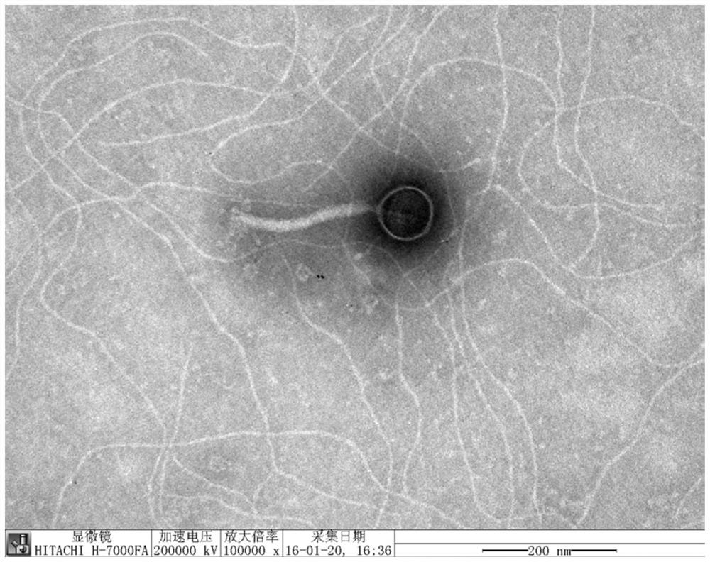 Acid-resistant and high-temperature-resistant staphylococcus aureus bacteriophage as well as composition, kit and application thereof